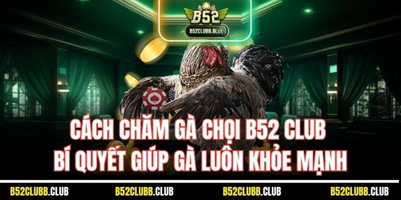 Cách Chăm Gà Chọi B52 Club - Bí Quyết Giúp Gà Luôn Khỏe Mạnh
