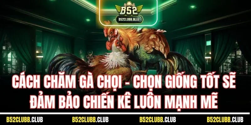 Cách chăm gà chọi - Chọn giống tốt sẽ đảm bảo chiến kê luôn mạnh mẽ